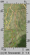 Salix Erythroflexuosa