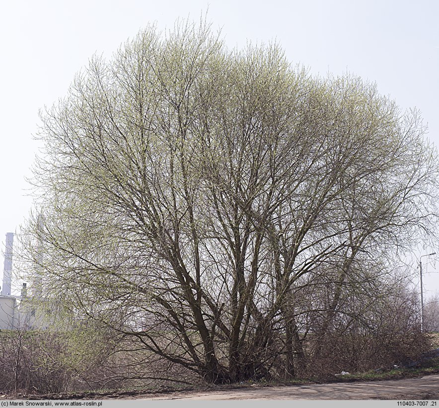 Salix fragilis (wierzba krucha)