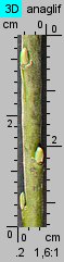 Salix viminalis (wierzba wiciowa)