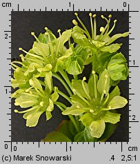 Acer platanoides (klon pospolity)