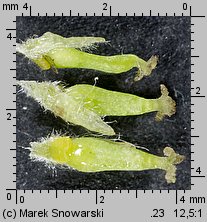Salix ×erythroflexuosa