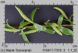 Salix alba (wierzba biaÅ‚a)