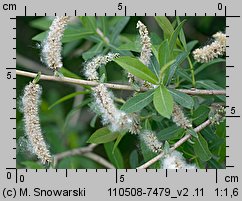 Salix purpurea (wierzba purpurowa)