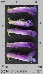 Vicia cracca (wyka ptasia)