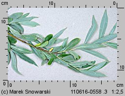 Salix alba (wierzba biała)