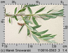 wierzba biaÅ‚a (Salix alba)