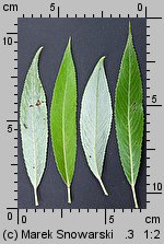 wierzba krucha (Salix fragilis)