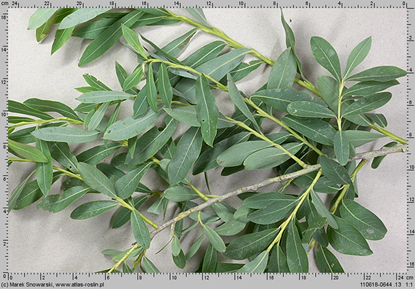 Salix purpurea (wierzba purpurowa)