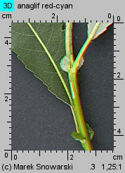 Salix triandra (wierzba trójpręcikowa)