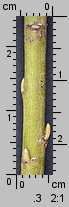 Salix viminalis (wierzba wiciowa)