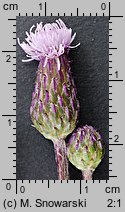 Cirsium arvense (ostroÅ¼eÅ„ polny)