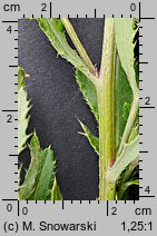 Cirsium arvense (ostroÅ¼eÅ„ polny)