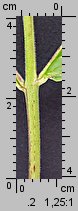 Epilobium ciliatum ssp. ciliatum (wierzbownica gruczołowata)