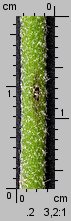 Lavatera thuringiaca (ślazówka turyngska)