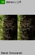 Verbascum densiflorum (dziewanna wielkokwiatowa)