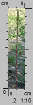 Amaranthus powellii (szarÅ‚at prosty)