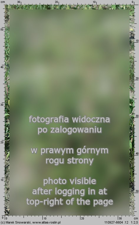 Amaranthus powellii (szarłat prosty)