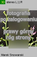 Fumaria officinalis ssp. officinalis (dymnica pospolita typowa)