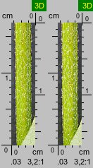 Galeopsis pubescens (poziewnik miękkowłosy)