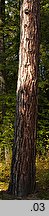 Pinus nigra (sosna czarna)