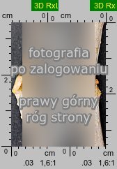 Catalpa bignonioides (surmia bignoniowa)