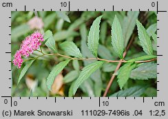 Spiraea japonica (tawuła japońska)
