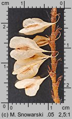 Reynoutria sachalinensis (rdestowiec sachaliński)