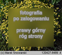 Aurinia saxatilis ssp. saxatilis (smagliczka skalna)