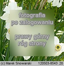 Narcissus poeticus ssp. poeticus (narcyz biaÅ‚y)
