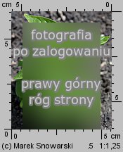 Browallia americana (browalia amerykańska)