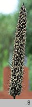Pennisetum americanum (rozplenica amerykańska)