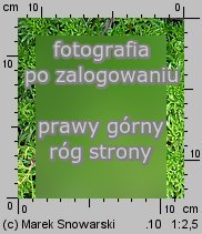 Saxifraga hypnoides (skalnica rokietowa)