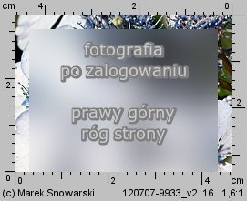 Hydrangea serrata (hortensja piÅ‚kowana)