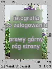 Heliotropium arborescens (heliotrop peruwiański)