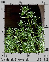 Satureja hortensis (cząber ogrodowy)