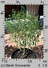 Satureja hortensis (cząber ogrodowy)