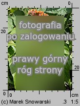 Celosia argentea var. cristata (celozja srebrzysta odm. grzebieniasta)
