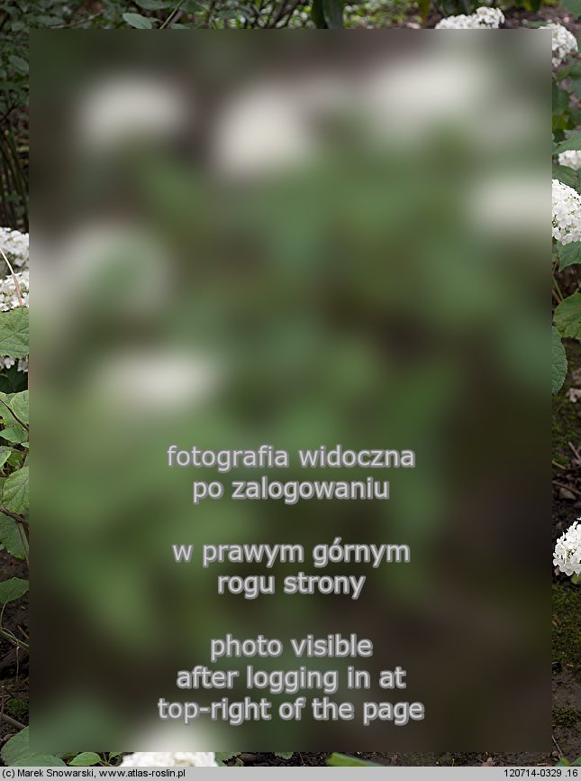 Hydrangea arborescens (hortensja krzewiasta)