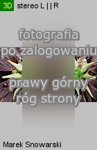 Thelesperma burridgeanum (kosmidium)