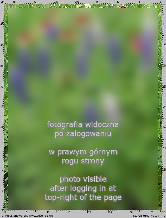 Lupinus hartwegii (łubin Hartwega)