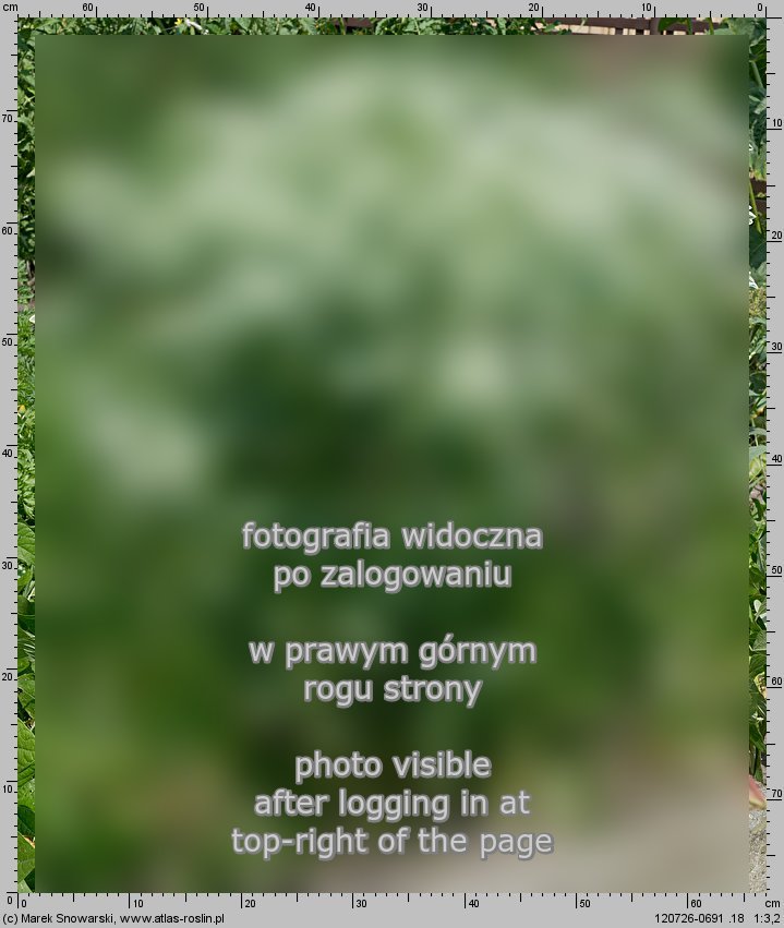 Euphorbia marginata (wilczomlecz obrzeżony)