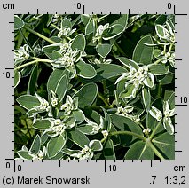 Euphorbia marginata (wilczomlecz obrzeÅ¼ony)