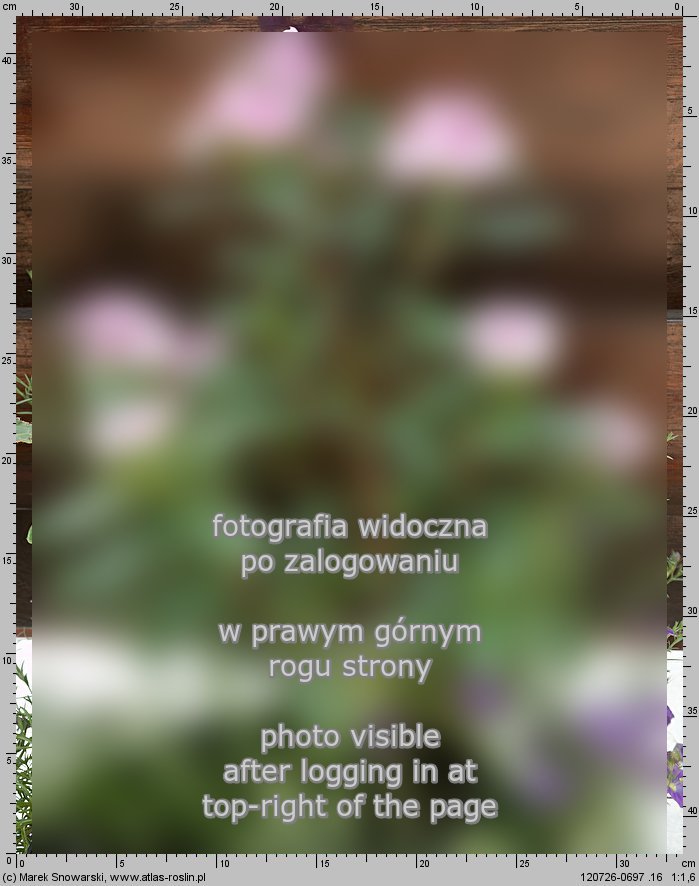 Catharanthus roseus (barwinek rÃ³Å¼owy)