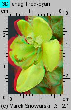 Verbascum densiflorum (dziewanna wielkokwiatowa)
