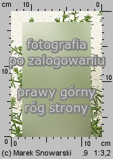 Salsola kali ssp. kali (solanka kolczysta typowa)
