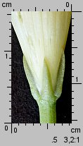 Ipomoea tricolor (wilec trójbarwny)