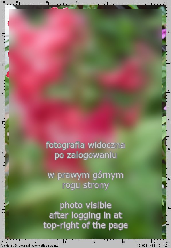 Penstemon ×hybridus (penstemon ogrodowy)
