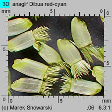 Centaurea cyanus (chaber bławatek)