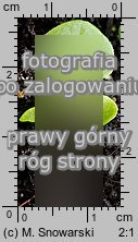 Browallia americana (browalia amerykańska)