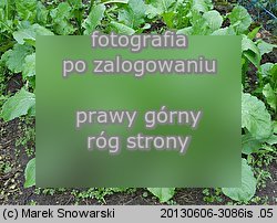 Brassica rapa ssp. rapa (kapusta właściwa typowa)